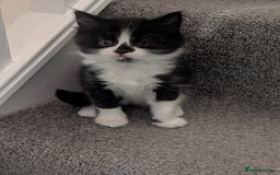 Mixed Breed cats for sale: 3 Beautiful Black and White Tuxedo Kittens  - Image 2