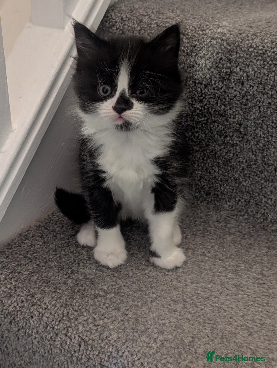Mixed Breed cats for sale: 3 Beautiful Black and White Tuxedo Kittens  - Image 2
