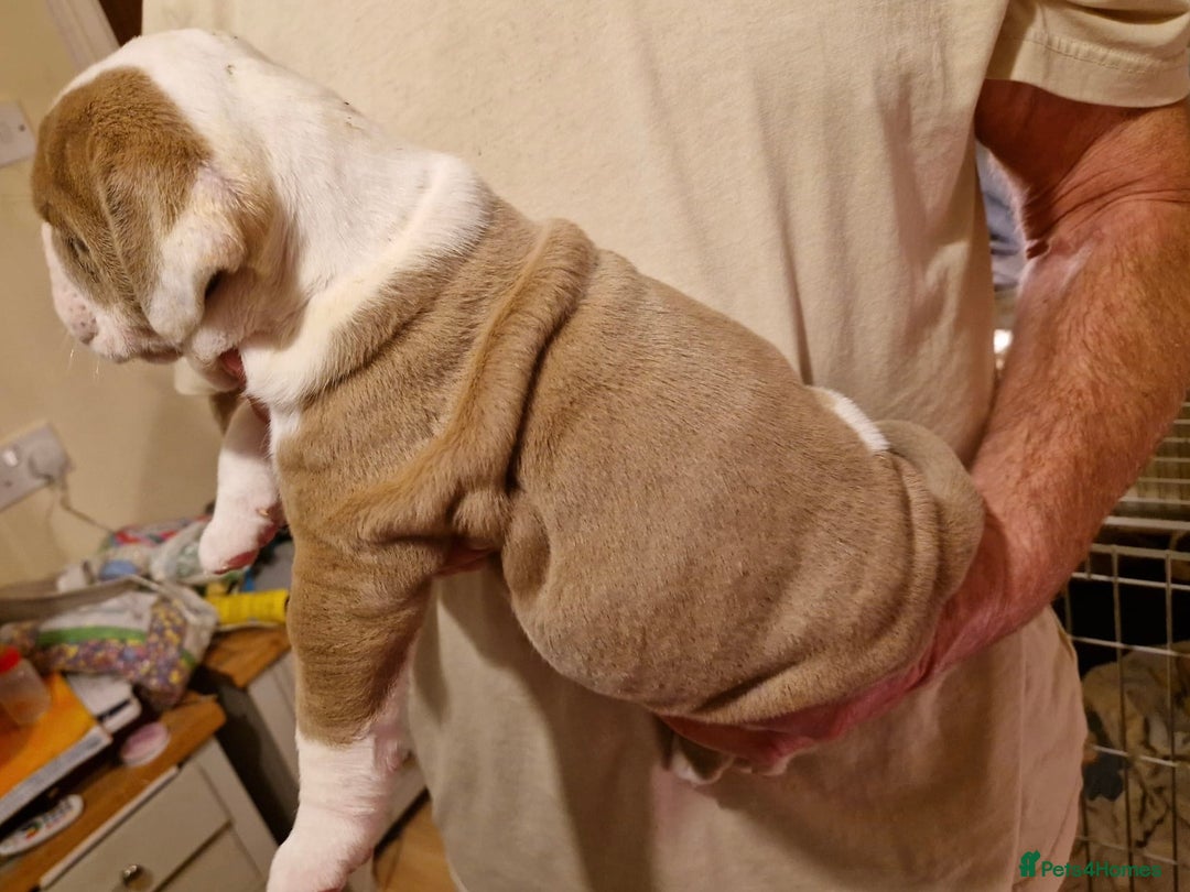 Olde English Bulldogge dogs for sale: Old English bulldog puppies GENERATIONAL - Advert 28
