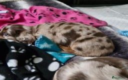 Miniature Dachshund dogs for sale: Longhaired miniature dachshunds  - Image 10