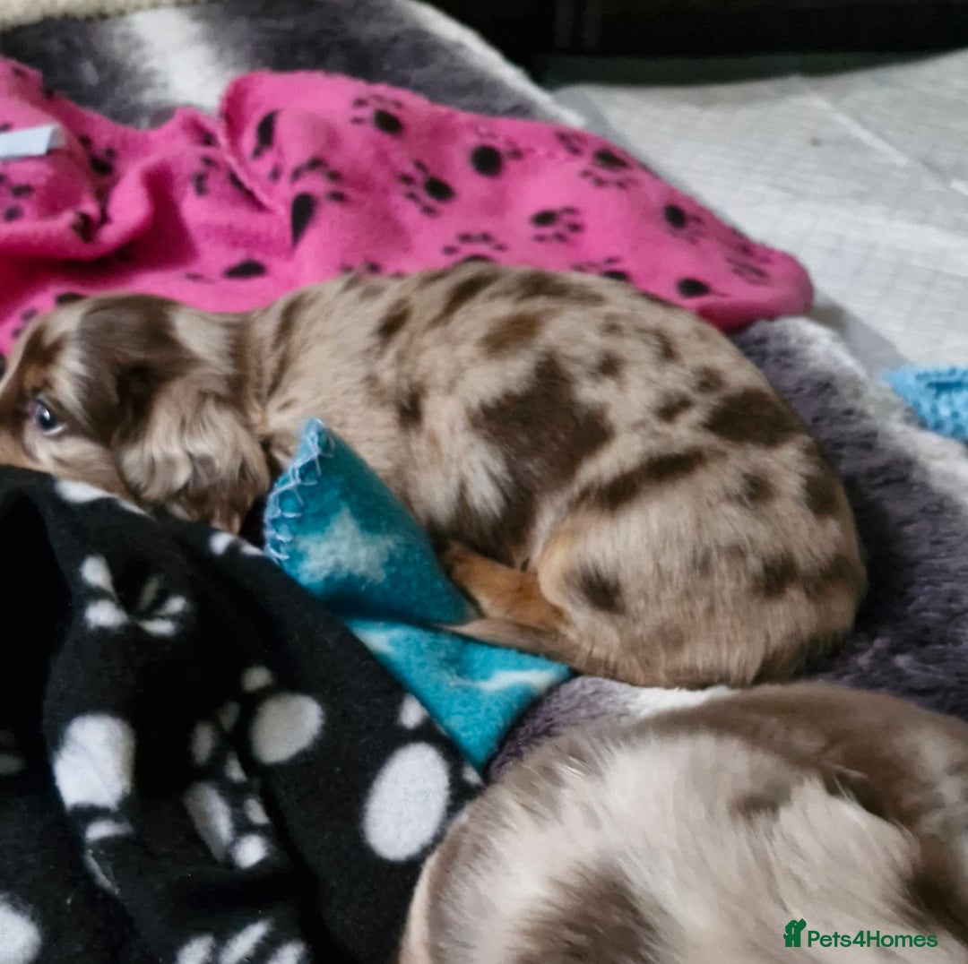 Miniature Dachshund dogs for sale: Longhaired miniature dachshunds  - Image 10