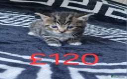 Mixed Breed cats for sale: Stunning kittens starting st £100 - Image 2