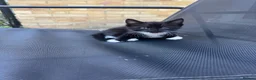 Domestic Shorthair cats for sale: Tuxedo female kittens in Chelmsford - Advert 7