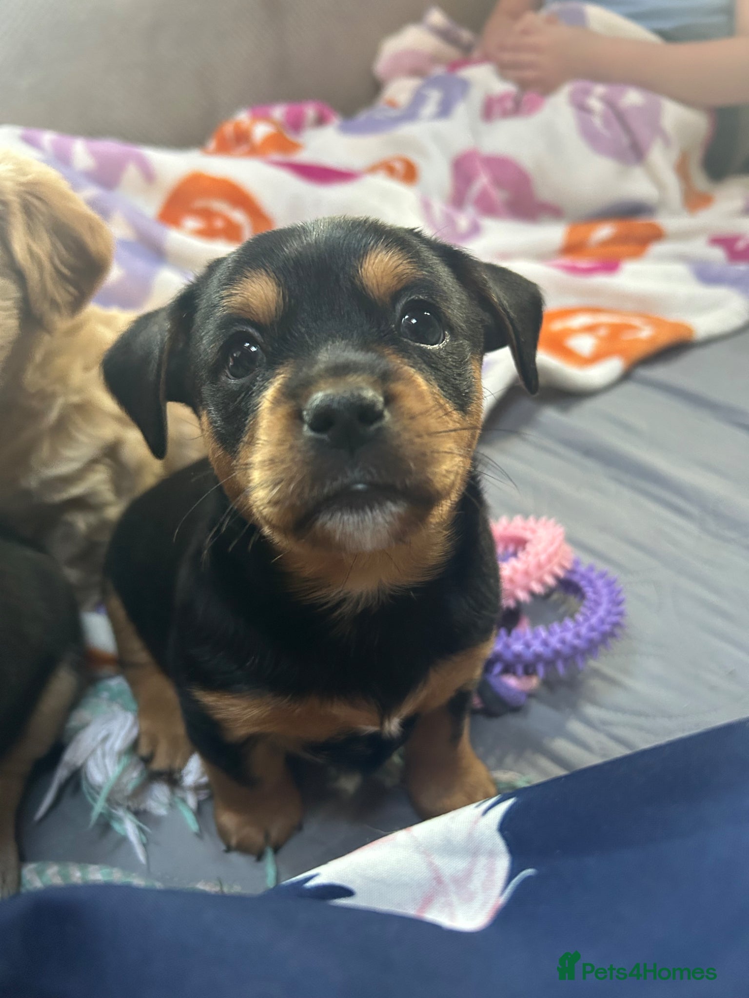 Mixed Breed dogs Beautiful Terrier Mix Puppies  - Advert 5