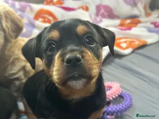 Mixed Breed dogs Beautiful Terrier Mix Puppies - Advert 5