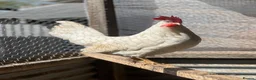 Chickens poultry for sale: Leghorn laying hens - Advert 5