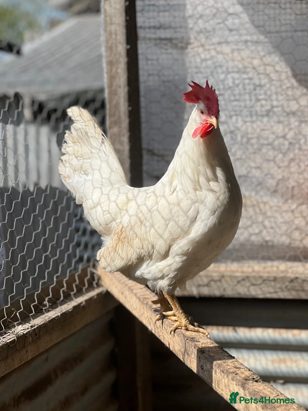 Chickens poultry for sale: Leghorn laying hens - Advert 5