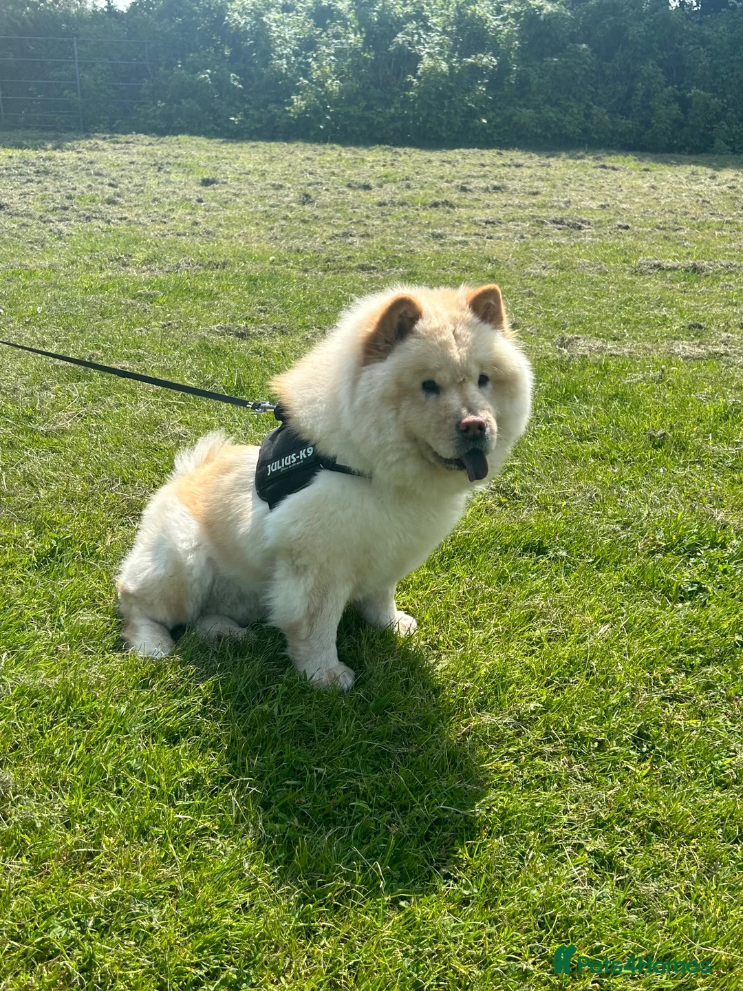 Chow Chow dogs for sale: Female Chow Chow  - Advert 3