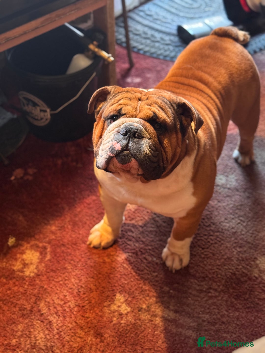 English Bulldog dogs for stud: Stunning Red/white English bulldog for stud  - Advert 5
