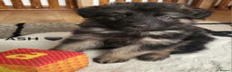 German Shepherd dogs for sale: German shepard puppies for sale - Advert 6