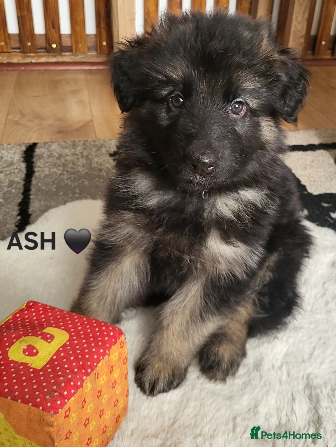 German Shepherd dogs for sale: German shepard puppies for sale - Advert 6
