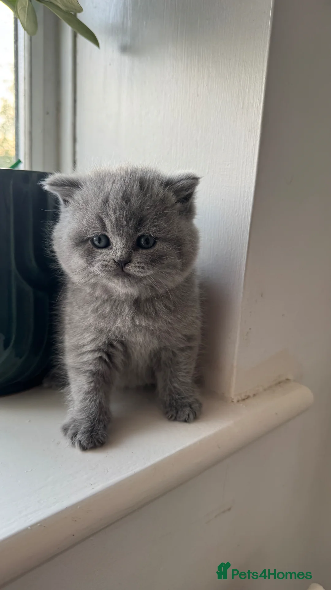 British Shorthair cats for sale: British short hair kitten - Advert 1