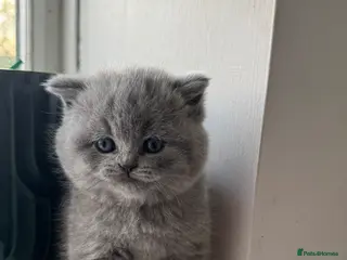British Shorthair cats British short hair kitten - Advert 2