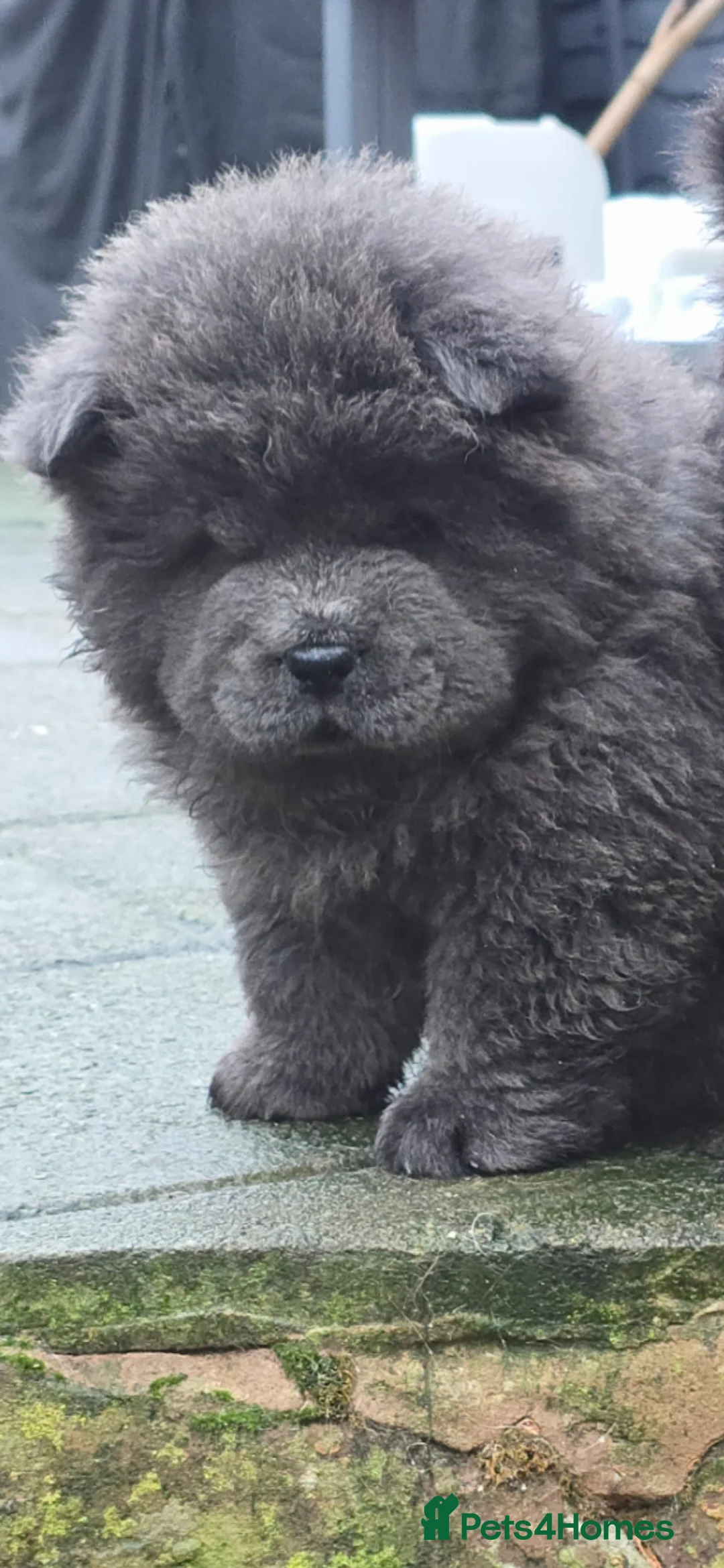 Chow Chow dogs for sale: Female ready to leave! 5⭐️homes - Advert 4