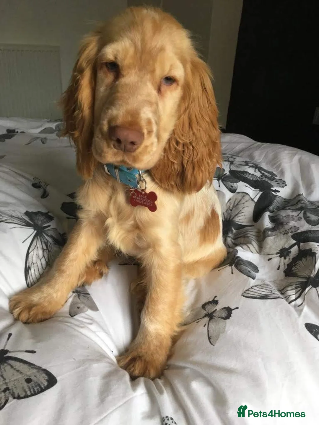 Cocker Spaniel dogs for stud: Proven Handsome Show Cocker Spaniel For Stud in Rochdale - Advert 21