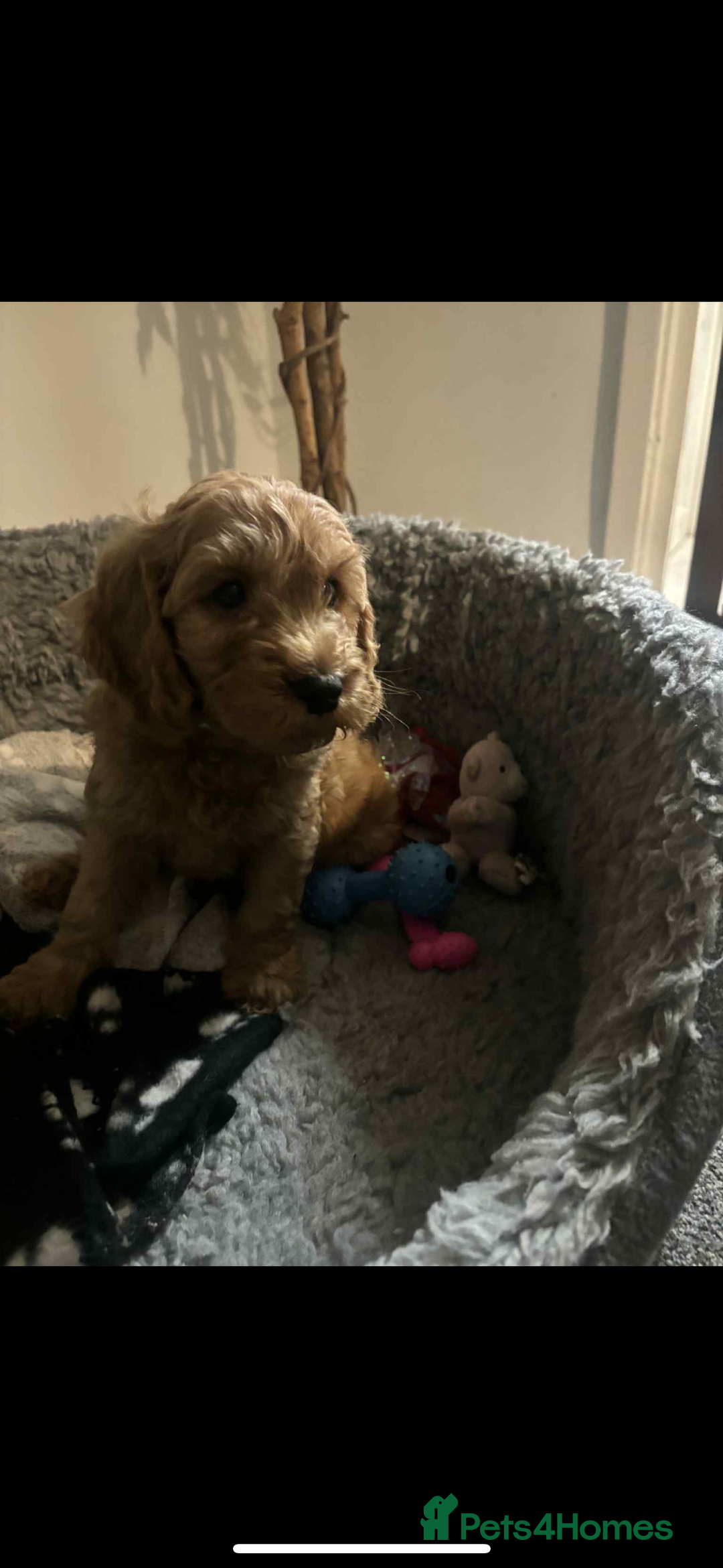 Cockapoo dogs for sale: F2 cockapoo pups  - Image 8
