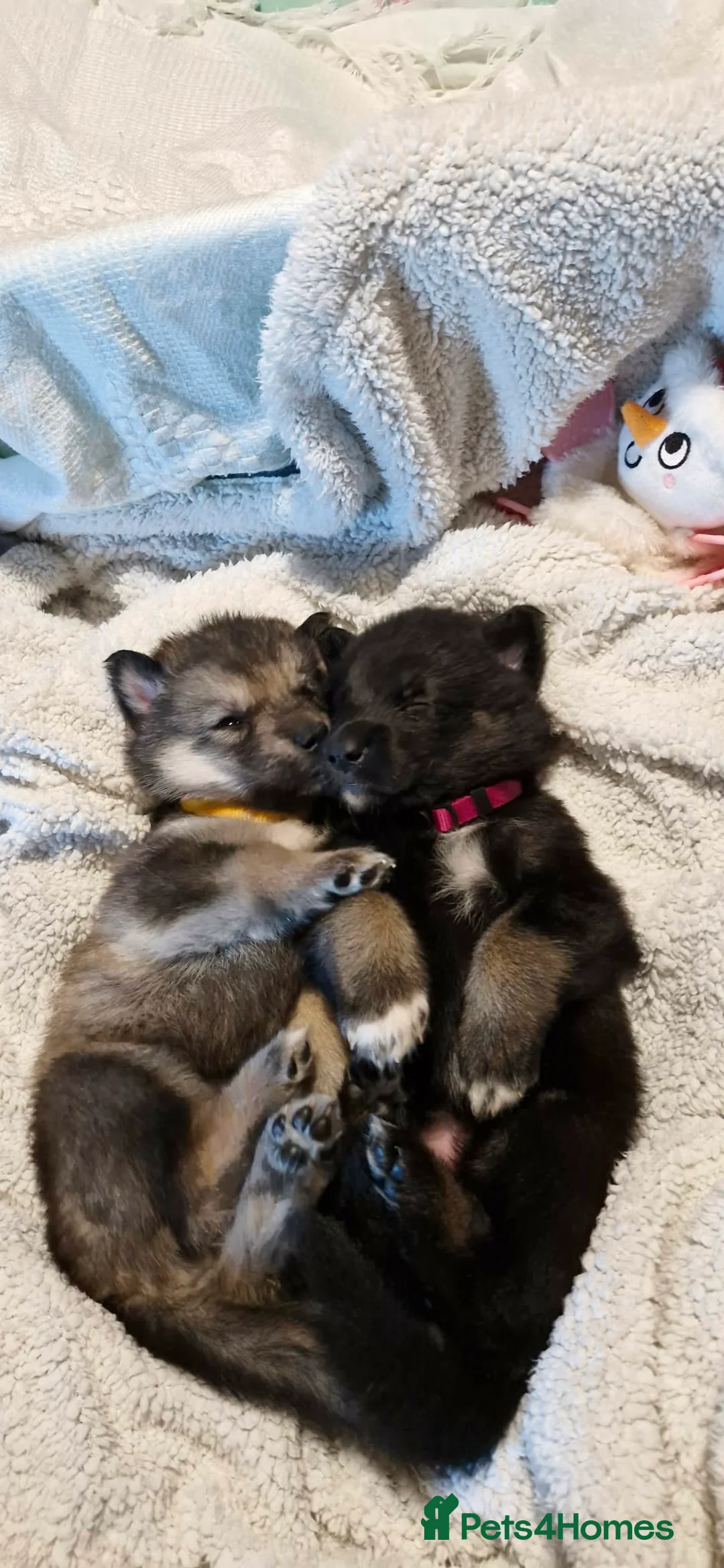 Mixed Breed dogs for sale: German sheperd Malamute  - Advert 27