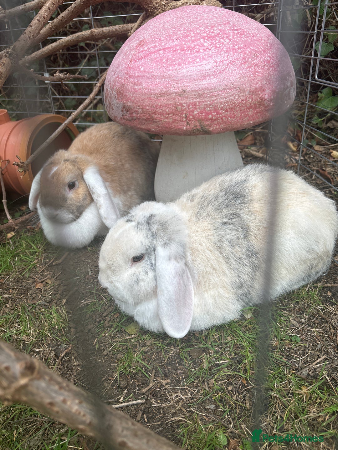 Mini Lop rabbits for sale: Male and female pet rabbits - Image 1