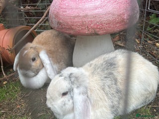 Mini Lop rabbits - Advert 1