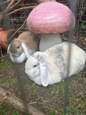 Mini Lop rabbits - Advert 1