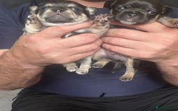 Mixed Breed dogs for sale: Chihuahua puppy’s  - Image 2