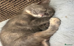 Ragdoll cats for sale: 6 beautiful well loved kittens. 2 girls remaining - Image 11