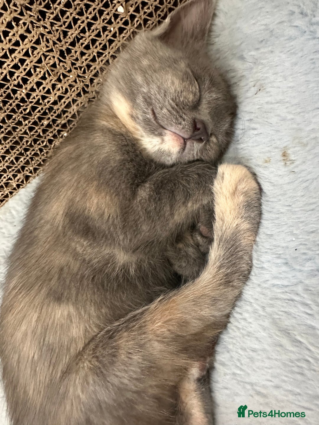 Ragdoll cats for sale: 6 beautiful well loved kittens. 2 girls remaining - Image 11
