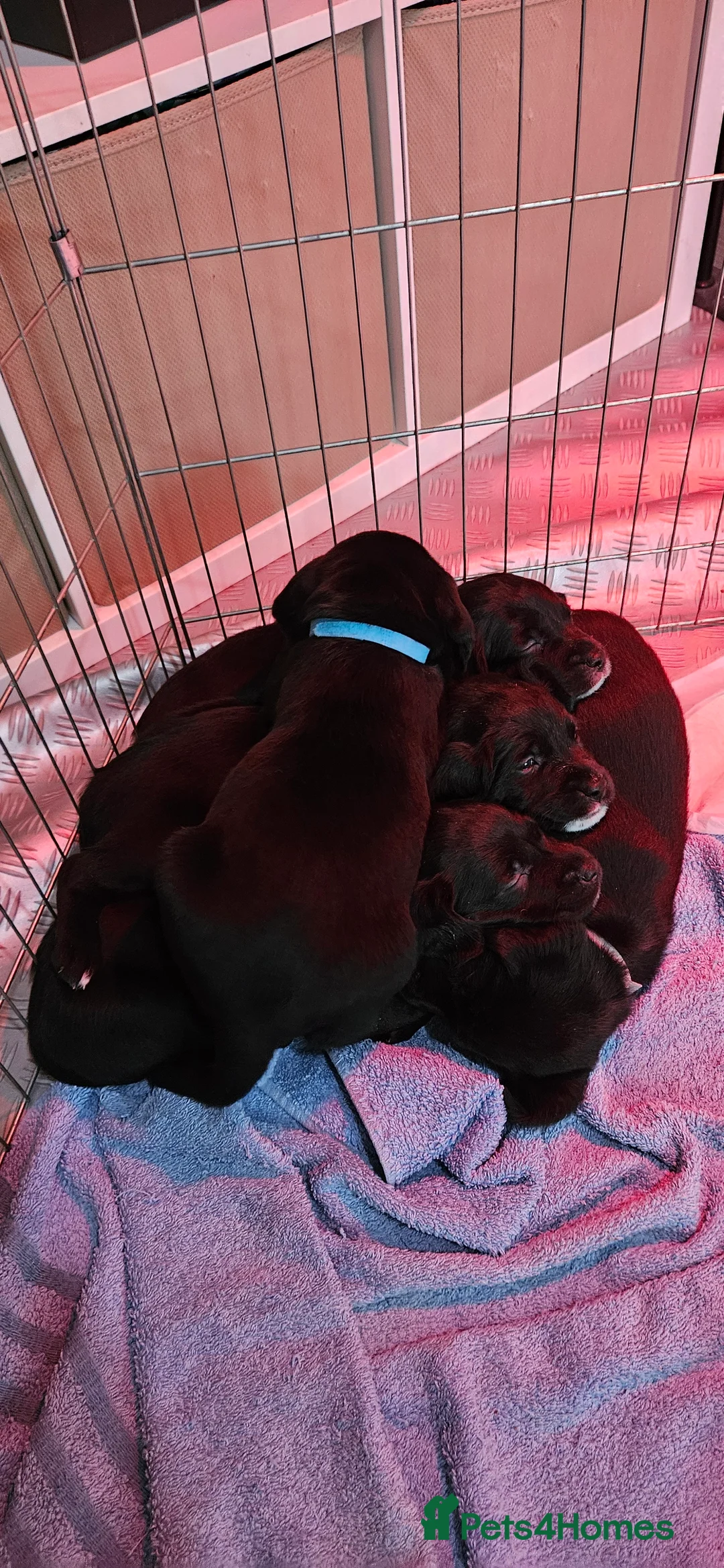 Labrador Retriever dogs for stud: Gorgeous Labrador retriever "PROVEN STUD" in Haddington - Advert 12