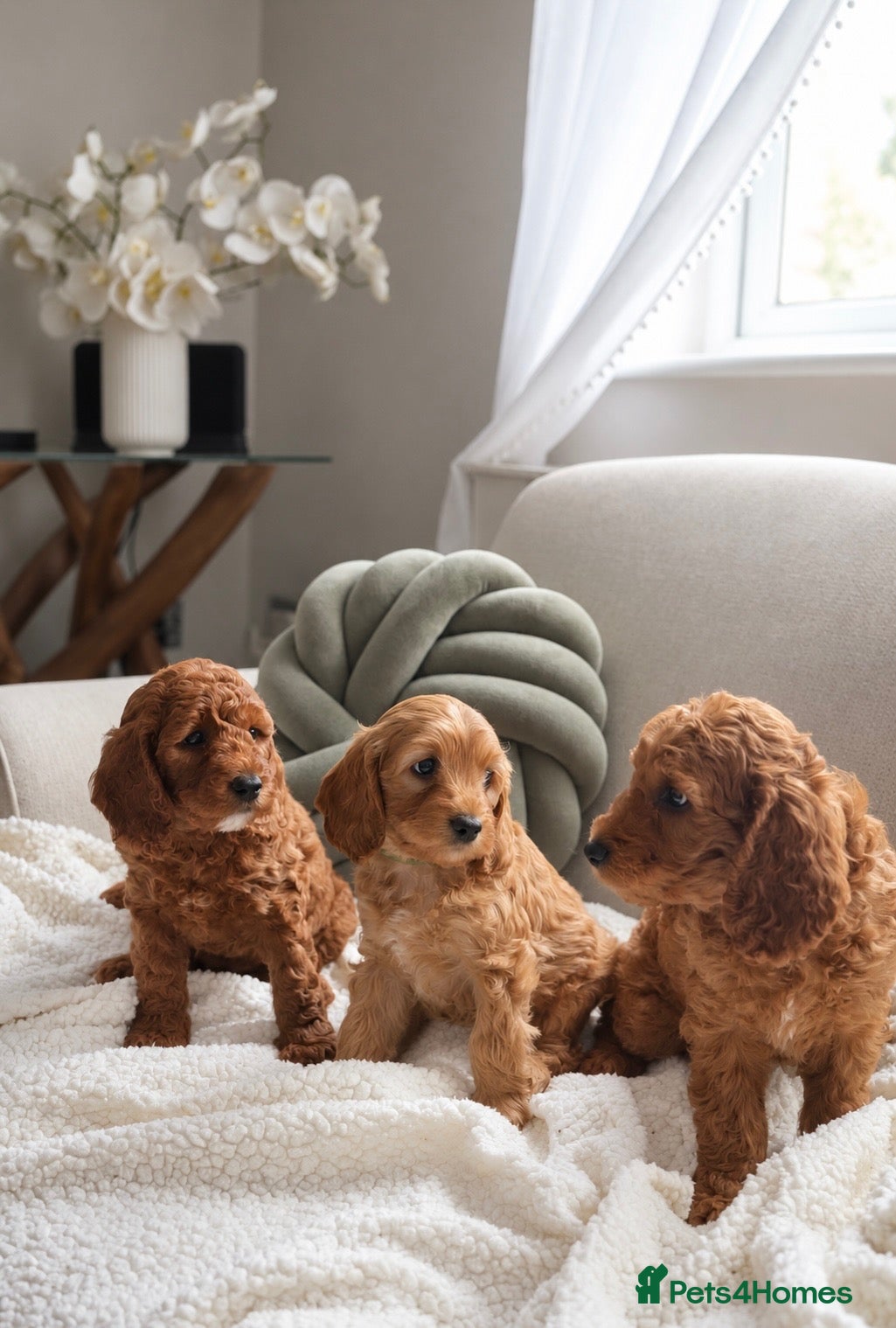 Cockapoo dogs for sale: Deep red F1b miniature Cockapoo girls  - Advert 6