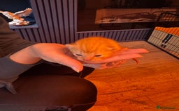 Mixed Breed cats for sale: Kittens for sale - Image 5