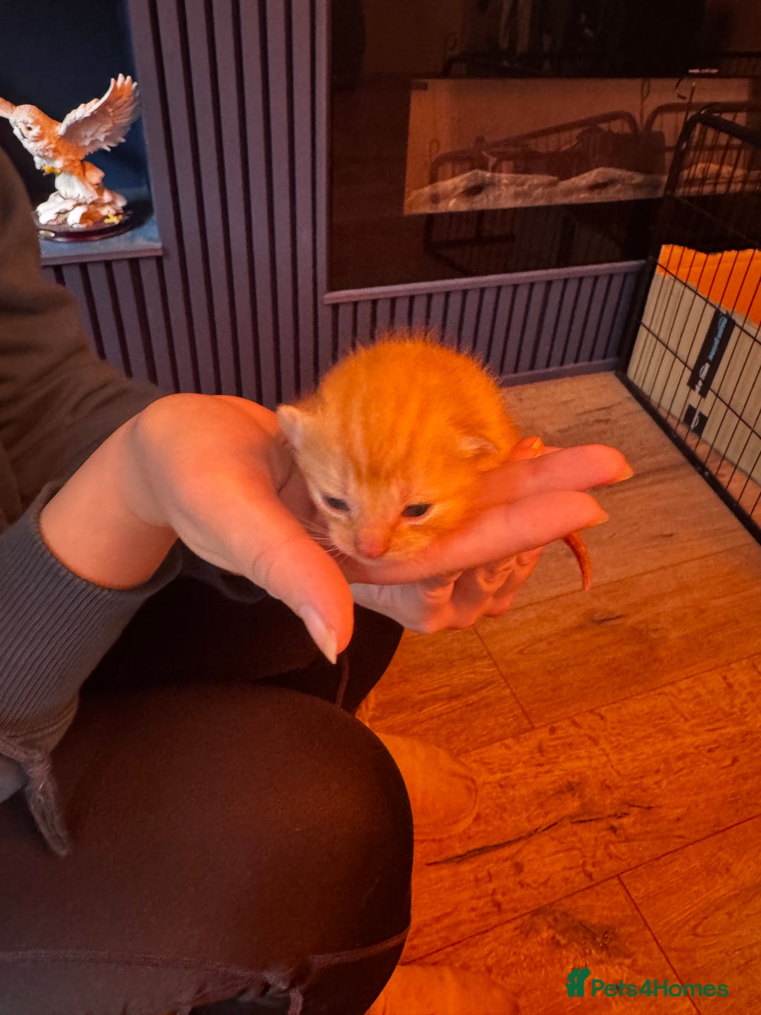 Mixed Breed cats for sale: Kittens for sale - Image 5