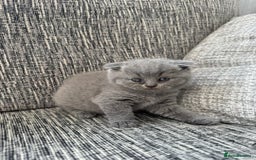 Scottish Fold cats for sale: Beautiful TICA reg Scottish Fold/Straight Kittens  - Image 11