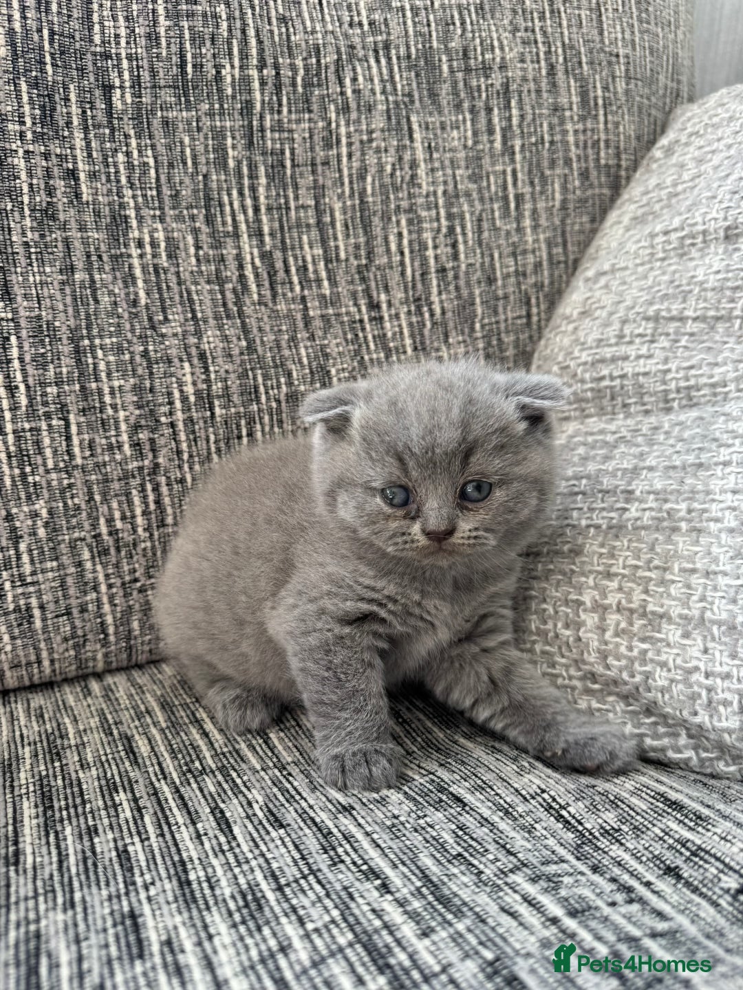 Scottish Fold cats for sale: Beautiful TICA reg Scottish Fold/Straight Kittens  - Image 11