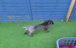 Toy Poodle dogs for sale: Beautiful Silver Female, KC & DNA Health Tested - Image 1