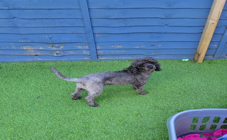 Toy Poodle dogs - Advert 2