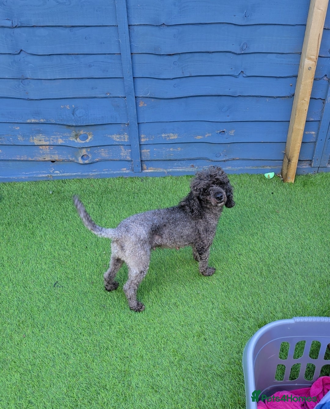 Toy Poodle dogs for sale: Beautiful Silver Female, KC & DNA Health Tested - Image 1