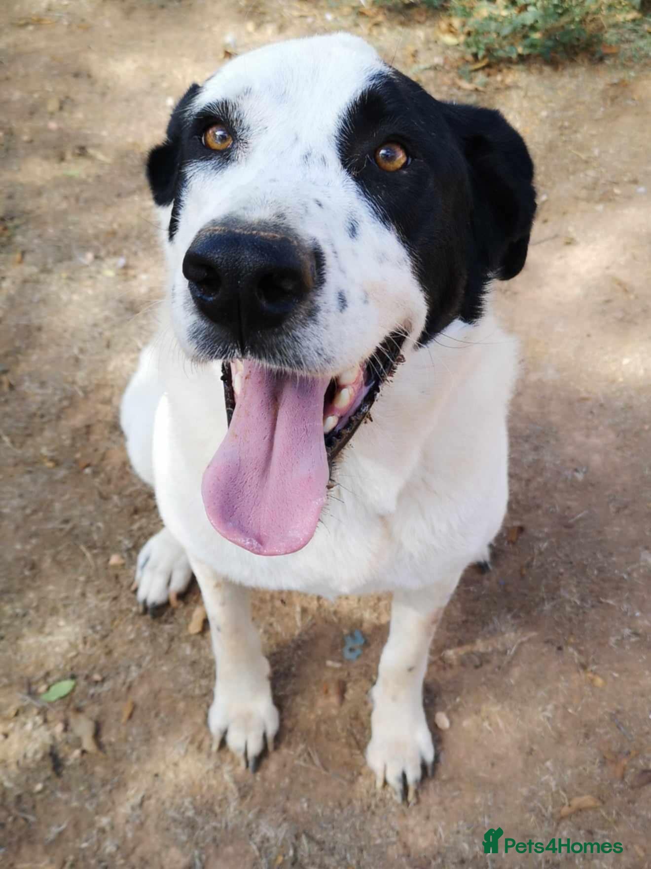 Mixed Breed dogs 😍Meet Macarena😍 - Advert 11