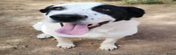 Mixed Breed dogs for adoption: 😍Meet Macarena😍 - Advert 1