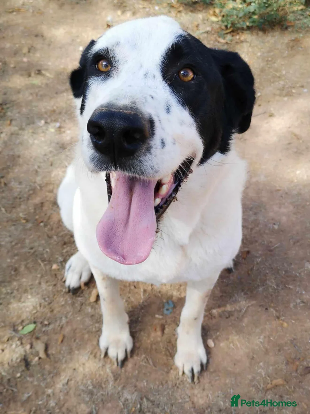 Mixed Breed dogs for adoption: 😍Meet Macarena😍 - Advert 1