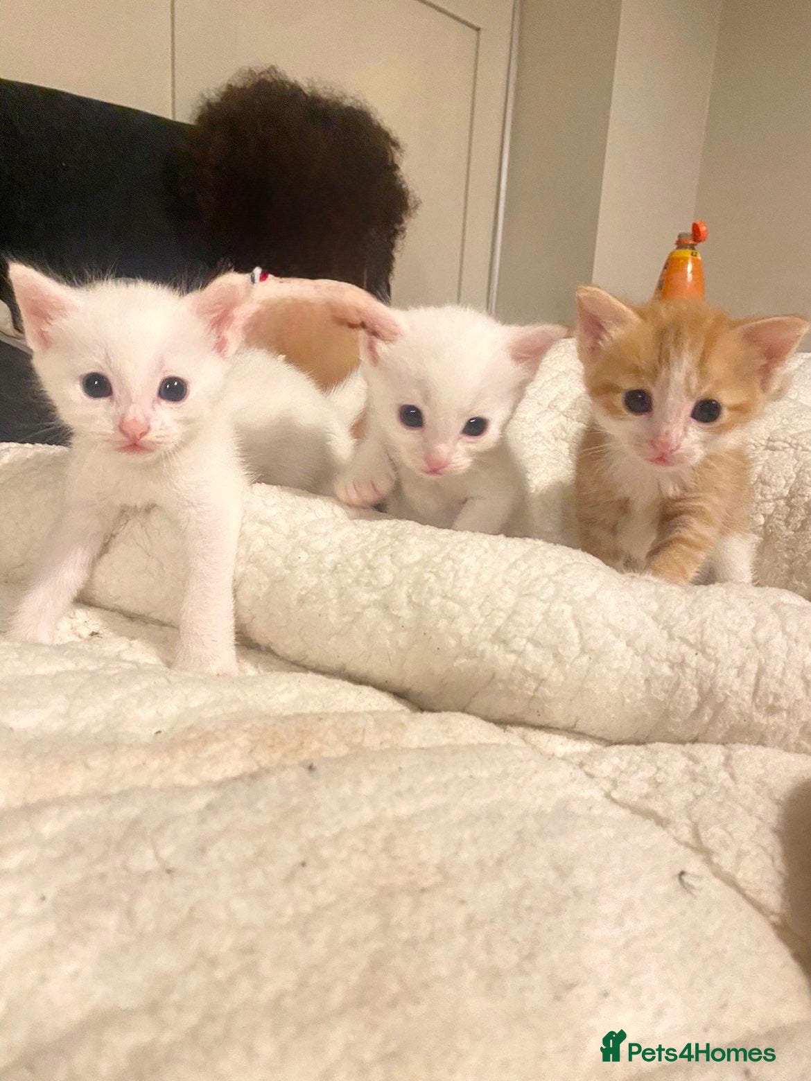Mixed Breed cats Kittens for sale  - Advert 16
