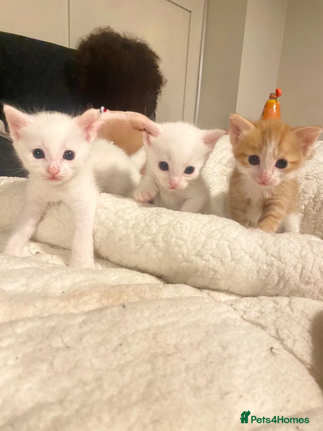 Mixed Breed cats for sale: Kittens for sale  - Advert 1