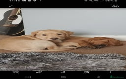 Labrador Retriever dogs for sale: X2 male x3 bitch lab pups  - Image 10