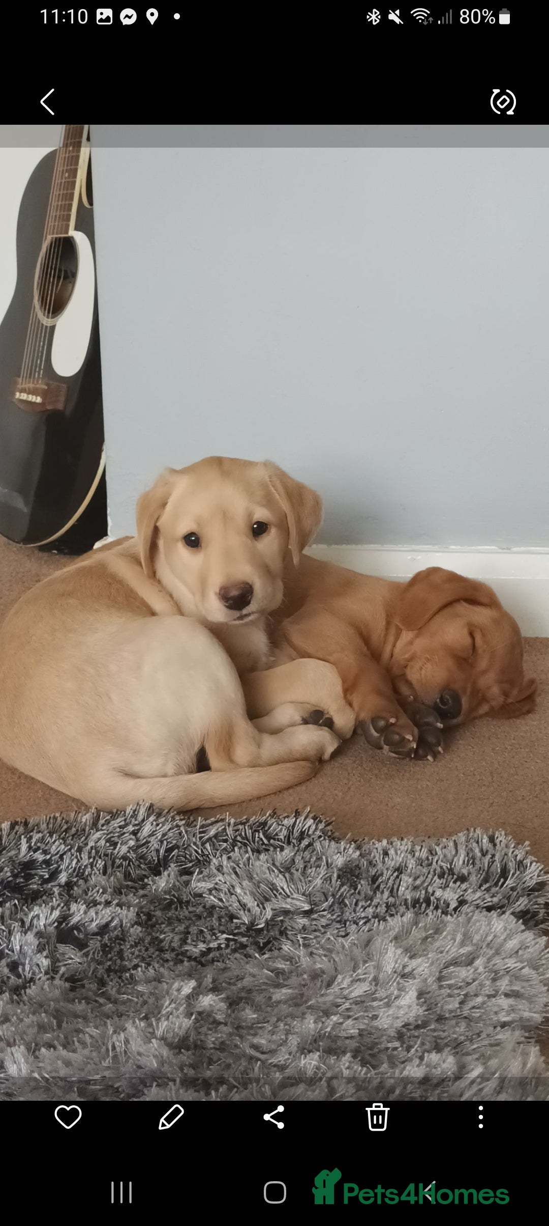 Labrador Retriever dogs for sale: X2 male x3 bitch lab pups  - Image 10