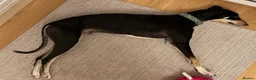 Lurcher dogs for adoption: MARS, male lurcher in rescue - Advert 2