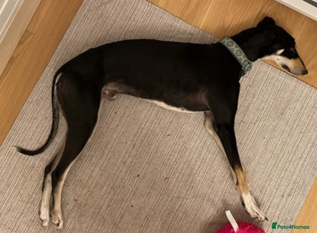 Lurcher dogs for adoption: MARS, male lurcher in rescue - Advert 2
