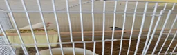 Finches birds for sale: Java finches/sparrows in Houghton Regis - Advert 1