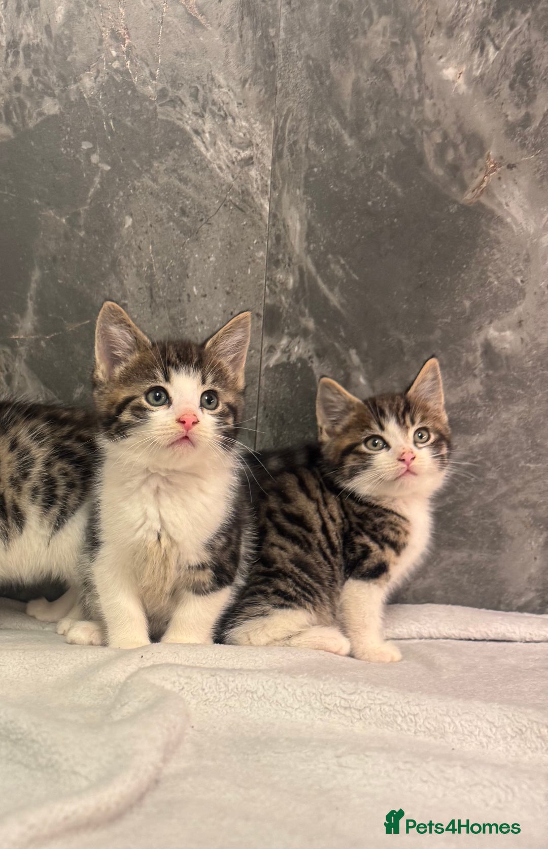 Mixed Breed cats for sale: Kittens  - Advert 3