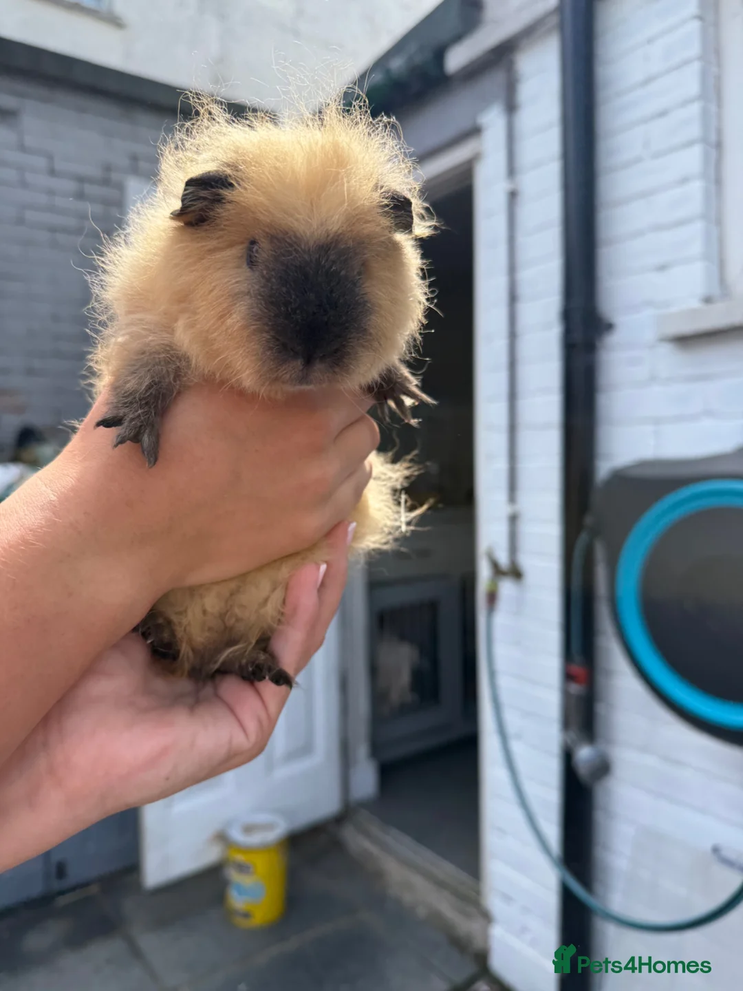 Guinea Pig rodents for sale: Rehoming my Guinea pigs  in Cardiff - Advert 1