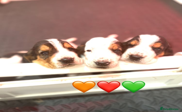 Basset Hound dogs - Advert 1