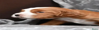 Cocker Spaniel 3
